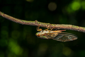Cicada