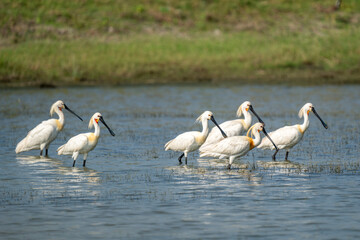 Eurasian spoonbills