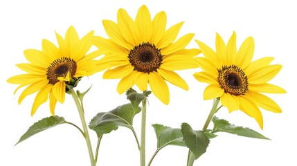 Obraz premium Three vibrant sunflowers with bright yellow petals and green leaves isolated on a white background, symbolizing summer and positivity.
