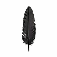 Feather isolated on white background.
