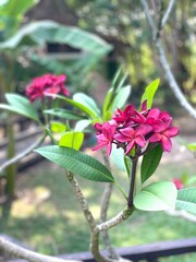 pink frangipani flower © Lisi4ka