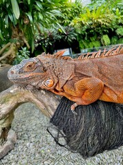 iguana on a tree