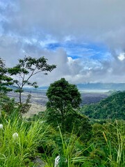 landscape with trees