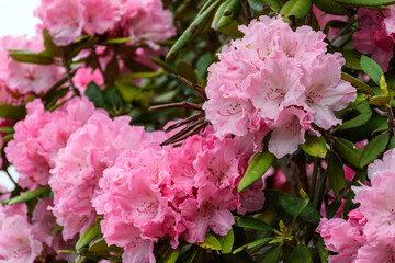 山で見かけた野生のピンクの花