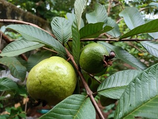 Psidium is a genus of trees and shrubs in the family Myrtaceae. It is native to warmer parts of the Western Hemisphere.