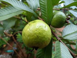 Psidium is a genus of trees and shrubs in the family Myrtaceae. It is native to warmer parts of the Western Hemisphere.