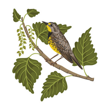 recommend clip art: vector drawing bird at tree branch, western meadowlark at necklace poplar with green leaves and seeds isolated at white background
