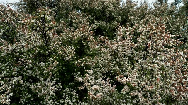 Flowering bush with white blossoms buzz alive with bees pollinating between plants