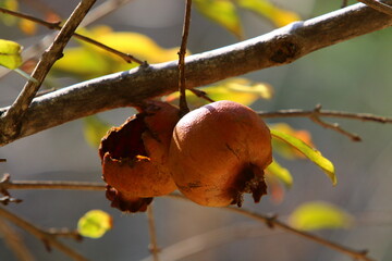 Old and overripe pomegranates hang on tree branches.