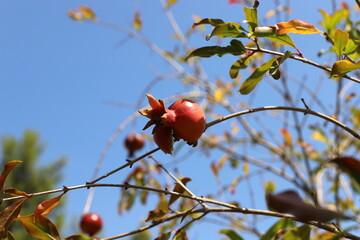 Old and overripe pomegranates hang on tree branches.