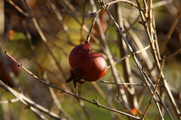 Old and overripe pomegranates hang on tree branches.