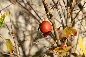 Old and overripe pomegranates hang on tree branches.