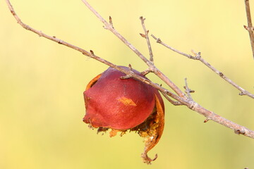 Old and overripe pomegranates hang on tree branches.