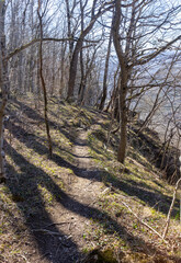 morning, spring forest, awakening in nature, walking in the bosom of the forest