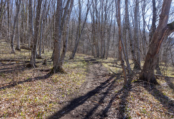 morning, spring forest, awakening in nature, walking in the bosom of the forest