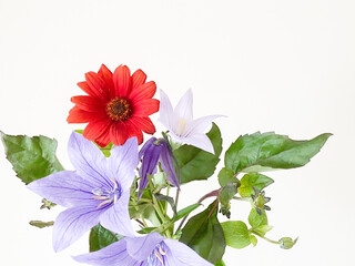 赤と紫の花