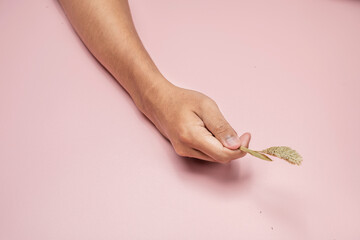 Man holding a single wheat stalk on a pink background