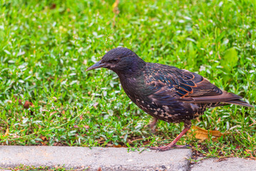The common starling or European starling, Sturnus vulgaris, collects worms on a sprng lawn.