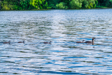 The waterfowl bird, great crested grebe with chick, swimming in the lake.