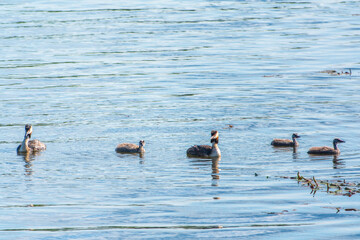 The waterfowl bird, great crested grebe with chick, swimming in the lake.