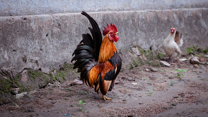 A short-legged bantam chicken stands tall showing off its beautiful body and feathers