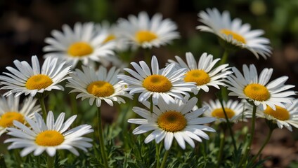 Fototapeta premium A watercolor scene of a field dotted with daisies under a summer sky ai_generated