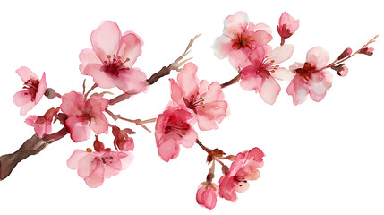 A watercolor painting of a pink cherry blossom tree branch