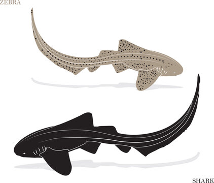zebra shark icon, fish icon, uncommon icon
