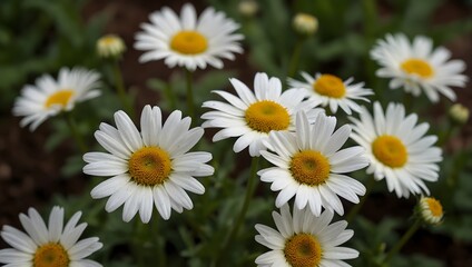 A sonnet praising the simplicity and beauty of daisies in a garden ai_generated
