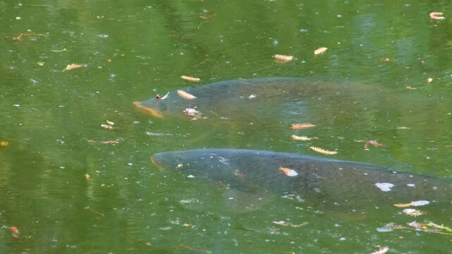 Two big common carp fish at the surface of water looking out for food to drop into lake