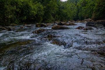 Fototapeta premium Natural palaceful river in the forest