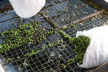 Olives ripened on trees in a city park.