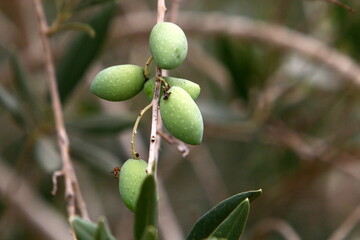 Olives ripened on trees in a city park.