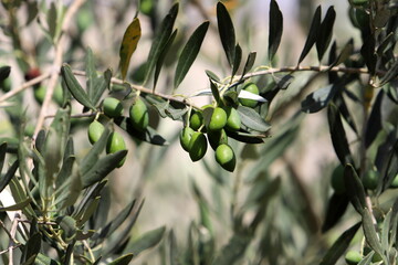 Olives ripened on trees in a city park.
