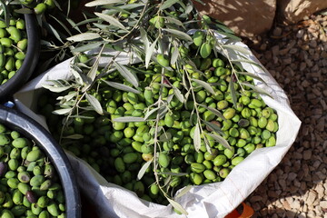 Olives ripened on trees in a city park.
