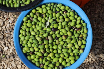 Olives ripened on trees in a city park.