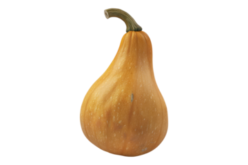 Butternut squash isolated on transparent background