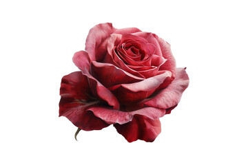 Naklejka premium red rose isolated on transparent background