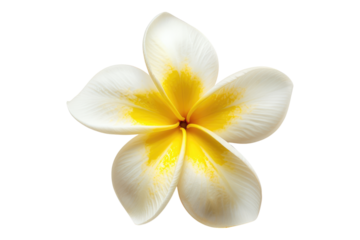 Frangipani flower isolated on transparent background