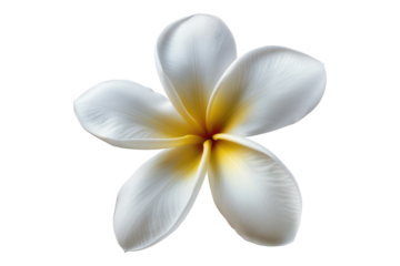 Frangipani flower isolated on transparent background