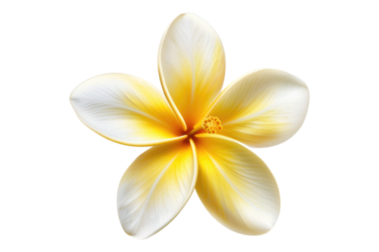 Frangipani flower isolated on transparent background