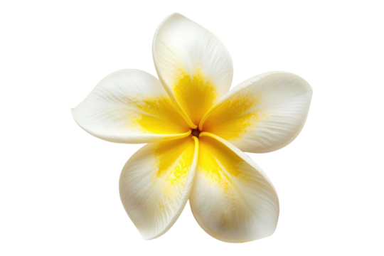 Frangipani flower isolated on transparent background