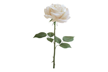 White rose isolated on transparent background