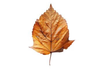 Autumn leaf isolated on transparent background