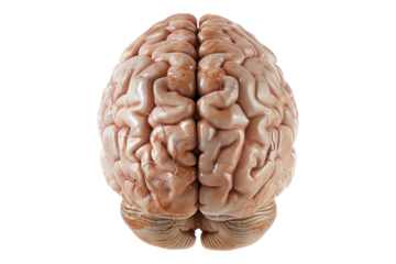 Human brain isolated on transparent background