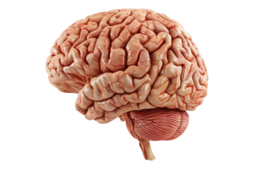 Human brain isolated on transparent background