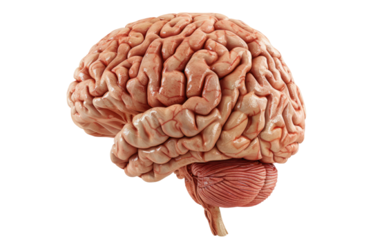 Human brain isolated on transparent background