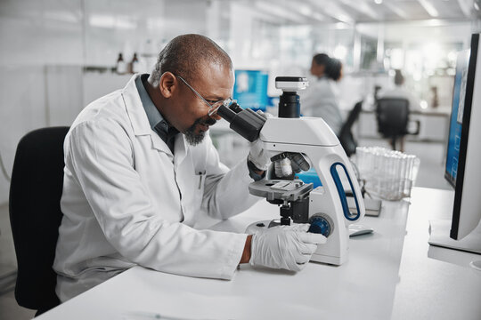 Scientist, black man and research with microscope in lab for medical, development and dna test. Mature person, science and biotech with review for stem cell, investigation and growth in vaccine study