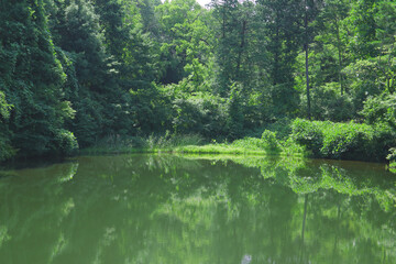 Fototapeta premium a forest pond, beautiful landscape with reflections 