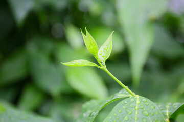 young green leaves after a rain, botanical background